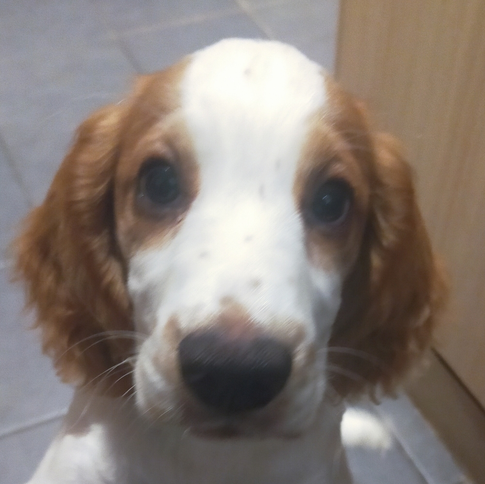 Meet your Posher, Niamh